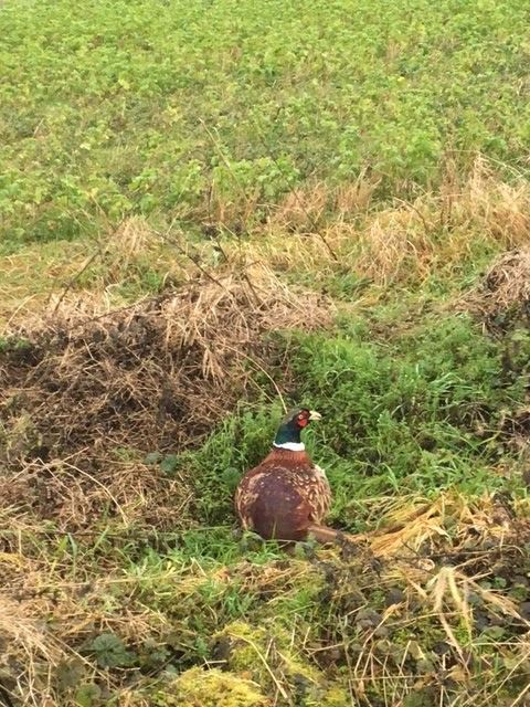 Pheasant freedom