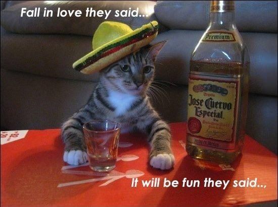 Drunkitten.jpg