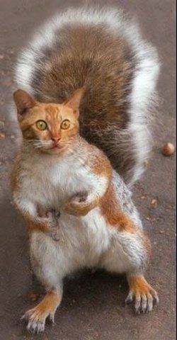 cat-squirrel.jpg