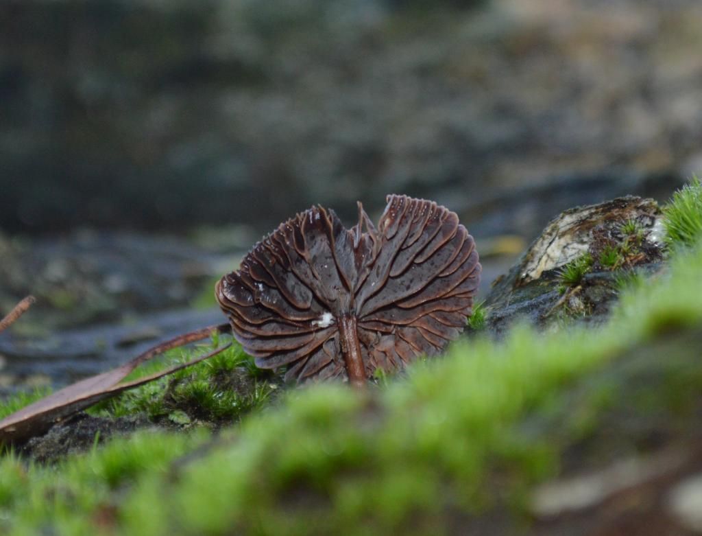 On a log... photo DSC_0057_zpsc3582671.jpg