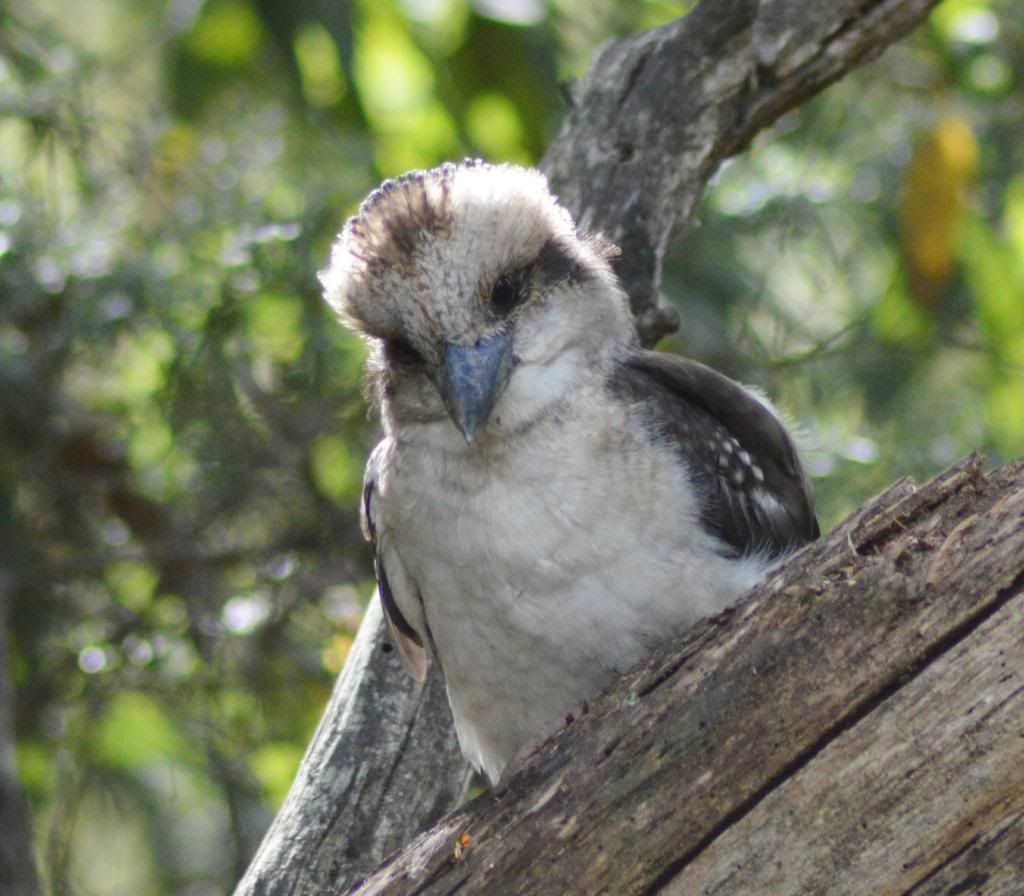 Baby Kookaburra photo DSC_0098_zpsbf784c6f.jpg