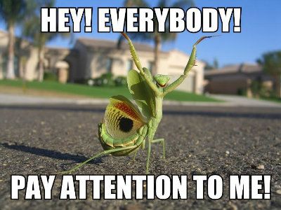 Attention-Seeker-1.jpg