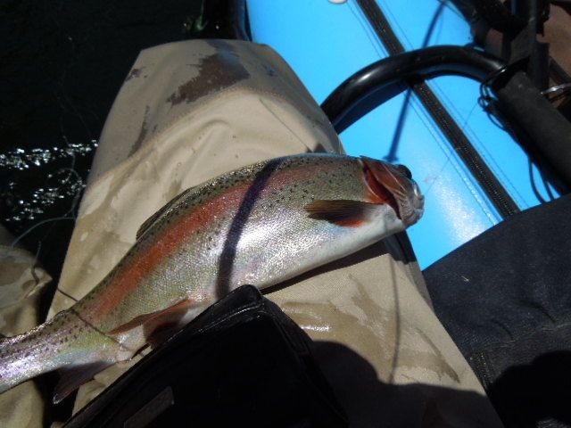 First good size trout DSCN0354.jpg