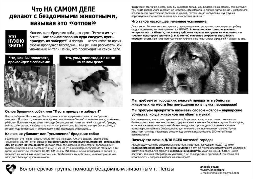 быть, Закон о кормлении бездомных животных туда нацелься